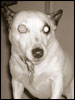 Photo of Avery Crozier's dog